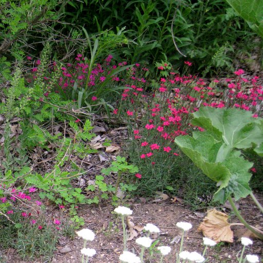 Dianthus subacaulis